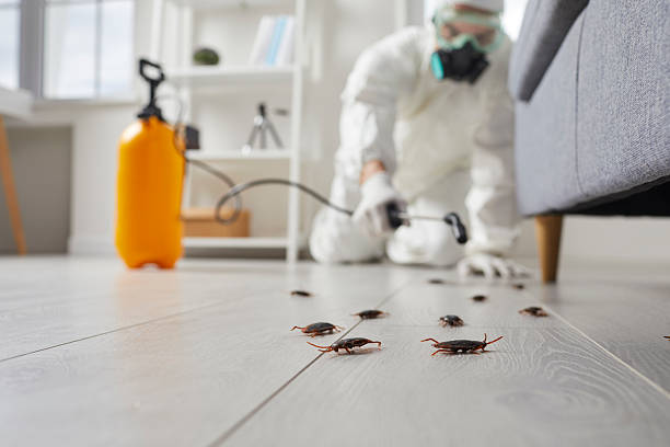 Commercial Rodent Management in Lochbuie